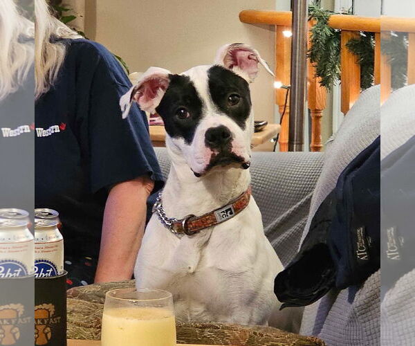 Medium Photo #2 Boxer-Unknown Mix Puppy For Sale in Oro Medonte, Ontario, Canada