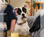 Small #1 Boxer Mix
