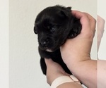 Small Photo #27 Australian Shepherd Puppy For Sale in DEVINE, TX, USA