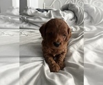 Small Photo #3 Cavapoo Puppy For Sale in MEDFORD, MA, USA