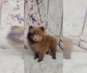 Pomeranian Puppy for sale in KINSTON, NC, USA