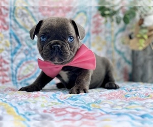 French Bulldog Puppy for sale in LANCASTER, PA, USA