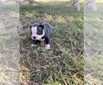 Small #7 Boston Terrier