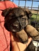 Small Photo #47 German Shepherd Dog Puppy For Sale in BROOKEVILLE, MD, USA