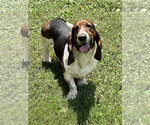 Small Basset Hound