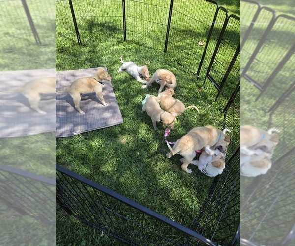 Medium Photo #2 Borzoi Puppy For Sale in YUCAIPA, CA, USA
