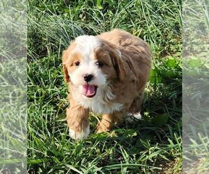 Cavapoo Puppy for Sale in CARLISLE, Kentucky USA