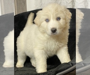Great Pyrenees Puppy for sale in CANOGA, NY, USA