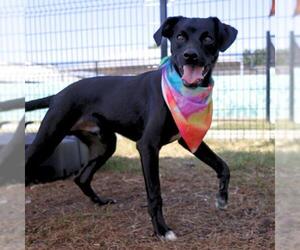 Chihuahua-Unknown Mix Dogs for adoption in San Antonio, TX, USA