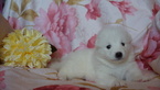 Puppy 4 Samoyed