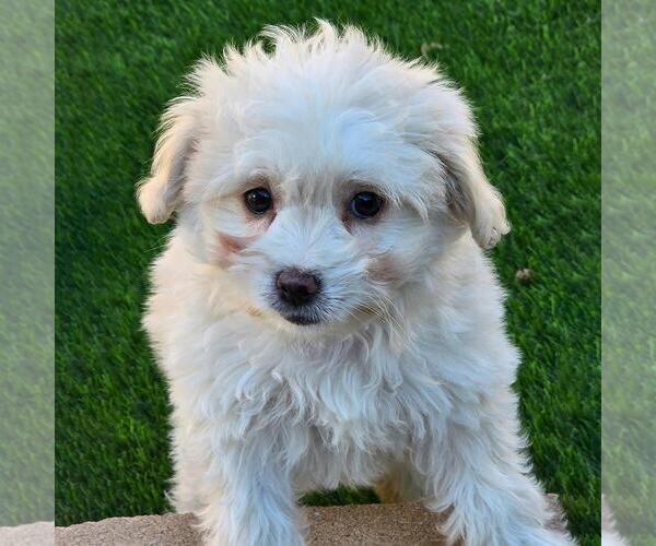 Medium Photo #2 Maltipoo (Miniature) Puppy For Sale in San Diego, CA, USA