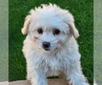 Small #1 Maltipoo (Miniature)