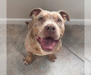 Mutt Dogs for adoption in Martinez, CA, USA