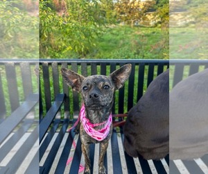 Figgie Smalls - Female Chihuahua-Unknown Mix Dog for Adoption - Photo #7