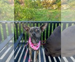 Small Photo #7 Chihuahua-Unknown Mix Puppy For Sale in Sandy, UT, USA