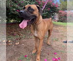 Small #7 Mastiff