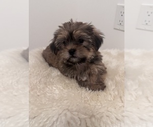 Shorkie Tzu Puppy for sale in WASHINGTON, DC, USA