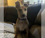 Small #1 Mutt