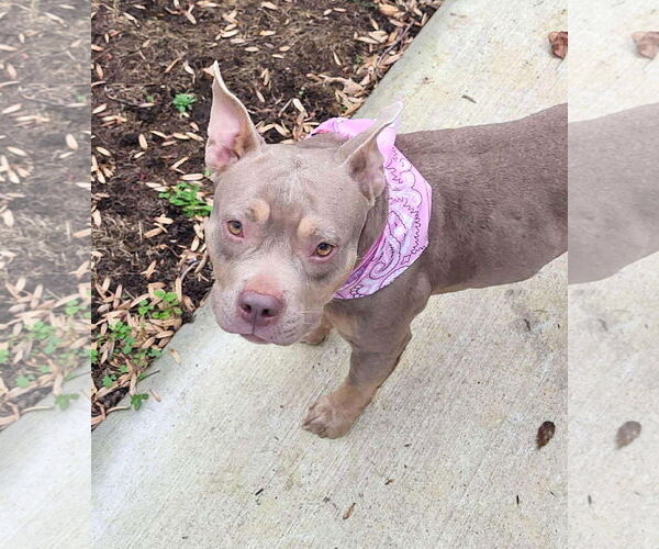 Medium Photo #4 Mutt Puppy For Sale in Rockville, MD, USA