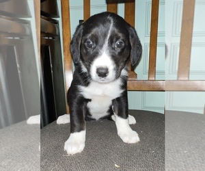 Beagle-Border Collie Mix Puppy for sale in SILVER CREEK, NY, USA