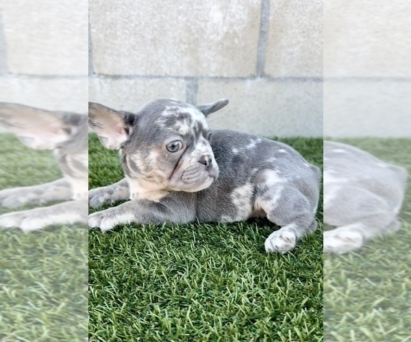 Medium Photo #9 French Bulldog Puppy For Sale in NEWPORT BEACH, CA, USA
