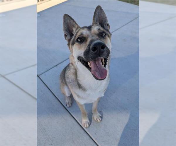 Medium Photo #1 German Shepherd Dog Puppy For Sale in Redlands, CA, USA