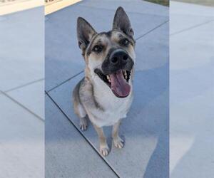 German Shepherd Dog Dogs for adoption in Redlands, CA, USA