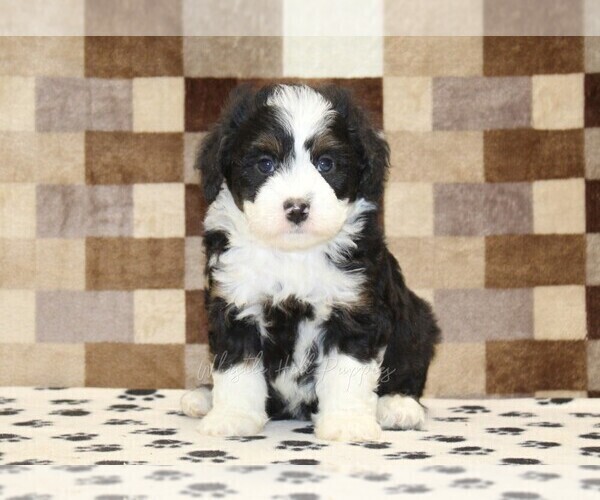 Medium Photo #3 Bernedoodle (Miniature) Puppy For Sale in DENVER, PA, USA