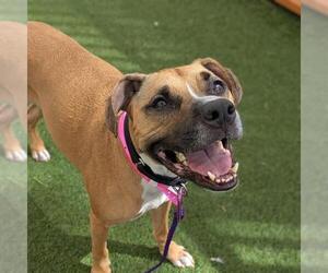 CHLOE - Female Mutt Dog for Adoption - Photo #2