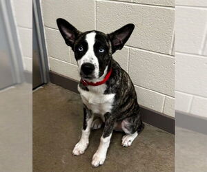 Australian Kelpie-Unknown Mix Dogs for adoption in Waterford, VA, USA