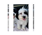 Small #1 Shih Tzu Mix