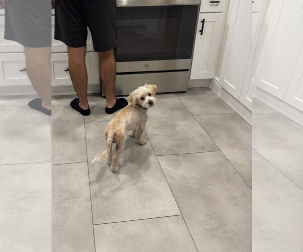 Medium Photo #5 Poodle (Miniature)-Unknown Mix Puppy For Sale in Valrico, FL, USA
