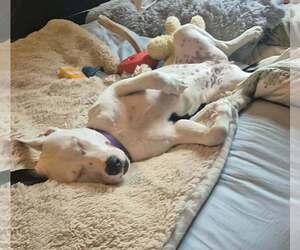Stevie Nicks - Female Mutt Dog for Adoption - Photo #5