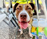 Small #6 American Pit Bull Terrier