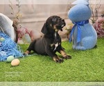 Small #7 Catahoula Leopard Dog