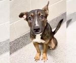 Small #1 German Shepherd Dog