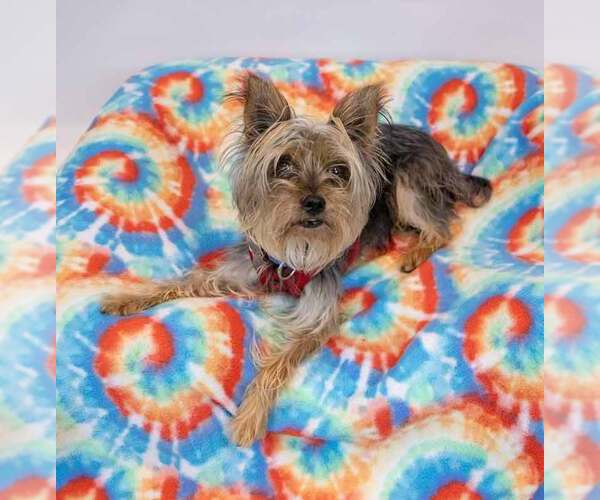 Medium Photo #3 Mutt Puppy For Sale in Kennesaw, GA, USA