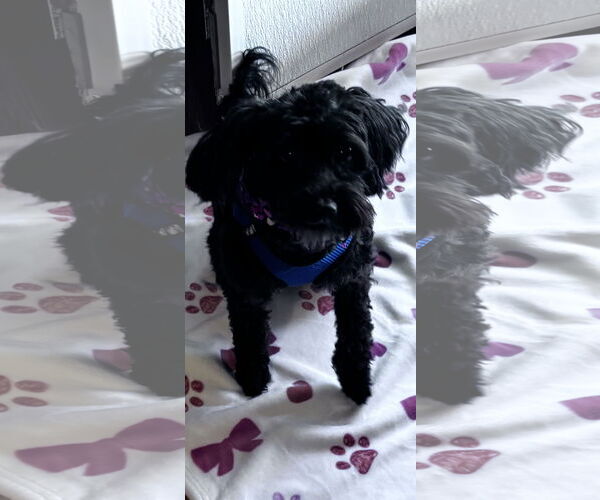 Medium Photo #1 Poodle (Miniature) Puppy For Sale in Spring, TX, USA