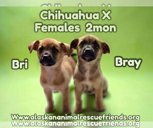 Chihuahua-Unknown Mix Dogs for adoption in Anchorage, AK, USA