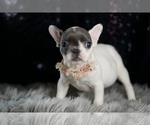 Small Photo #110 French Bulldog Puppy For Sale in WARSAW, IN, USA