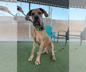 Great Dane Dogs for adoption in Goodyear, AZ, USA