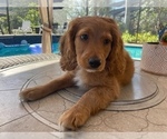 Small #6 Cavapoo