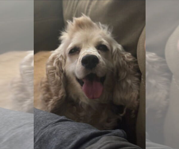 Medium Photo #1 Cocker Spaniel Puppy For Sale in Brights Grove, Ontario, Canada