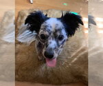 Small #3 Papillon Mix