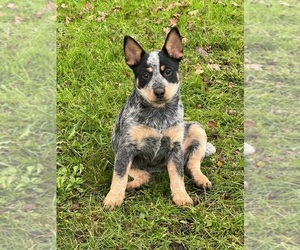 Australian Cattle Dog Puppy for sale in PHILOMATH, OR, USA