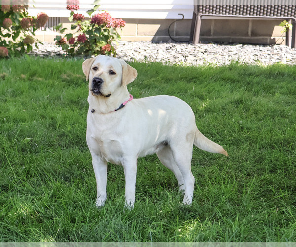 Medium Photo #4 Labrador Retriever Puppy For Sale in SYRACUSE, IN, USA