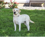 Small #3 Labrador Retriever
