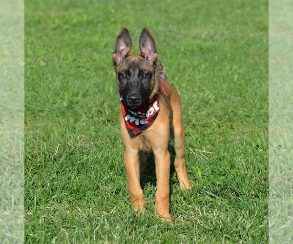 Medium Photo #9 Mutt Puppy For Sale in Gretna, NE, USA