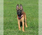 Small #8 Mutt