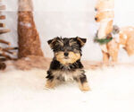 Small Photo #5 Poodle (Toy)-Yorkshire Terrier Mix Puppy For Sale in WARSAW, IN, USA